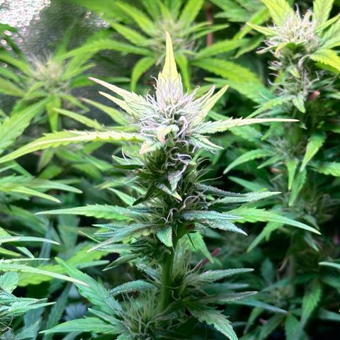 Pink Runtz Auto growlog timeline photo