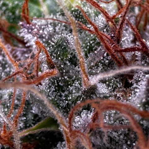 Cookies Gelato #2 🍪 growlog timeline photo