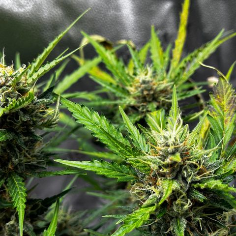 Cookies Gelato #2 🍪 growlog timeline photo