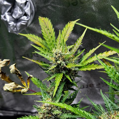 Cookies Gelato #2 🍪 growlog timeline photo
