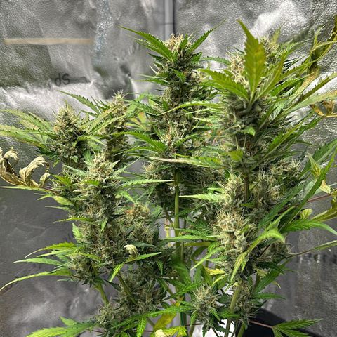 Cookies Gelato #2 🍪 growlog timeline photo