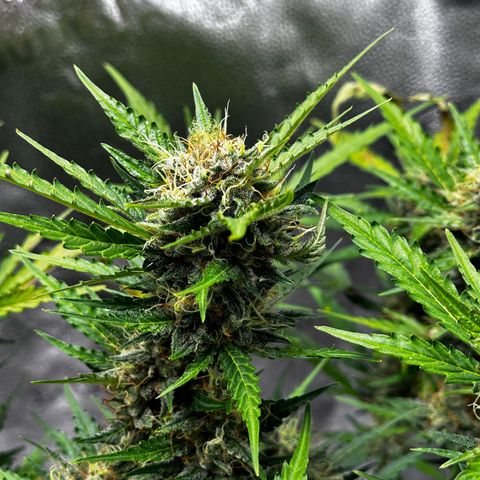 Cookies Gelato #2 🍪 growlog timeline photo