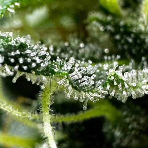Cookies Gelato #2 🍪 growlog timeline photo