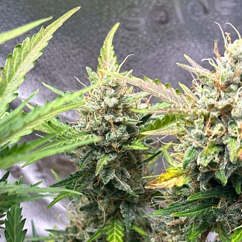 Cookies Gelato #2 🍪 growlog timeline photo