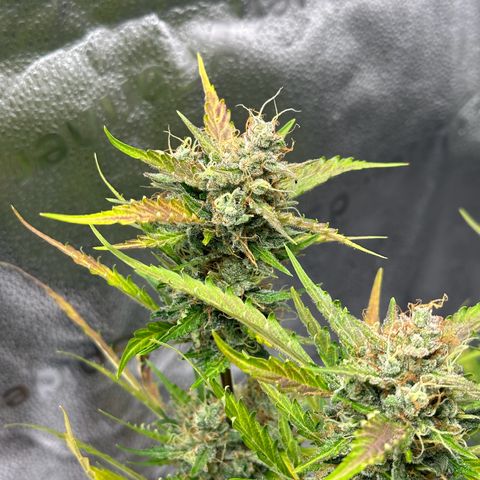 Cookies Gelato #2 🍪 growlog timeline photo