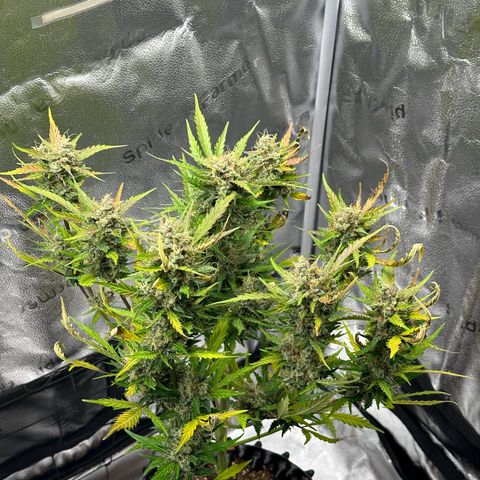 Cookies Gelato #2 🍪 growlog timeline photo