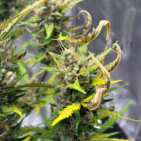 Cookies Gelato #2 🍪 growlog timeline photo