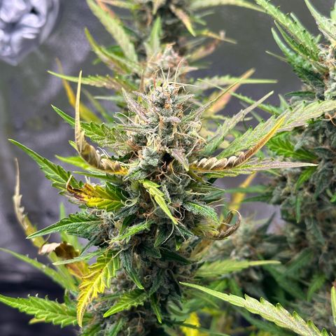 Cookies Gelato #2 🍪 growlog timeline photo