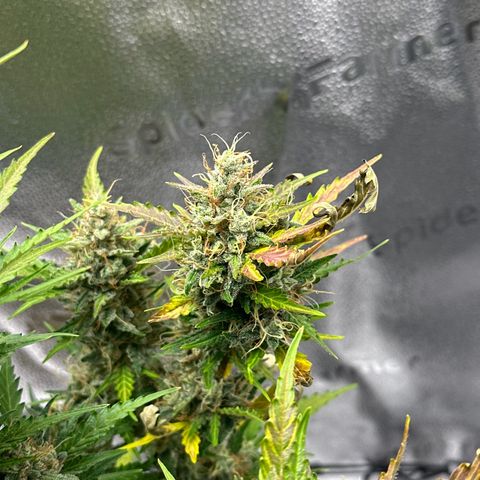 Cookies Gelato #2 🍪 growlog timeline photo