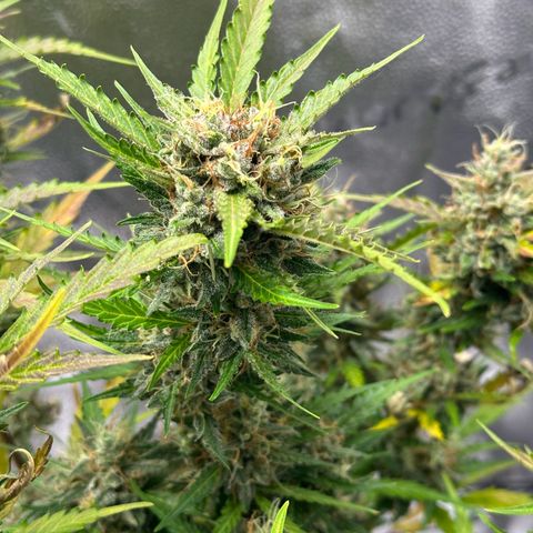 Cookies Gelato #2 🍪 growlog timeline photo