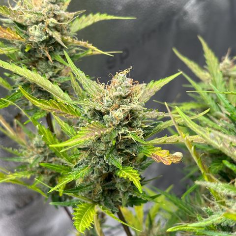 Cookies Gelato #2 🍪 growlog timeline photo