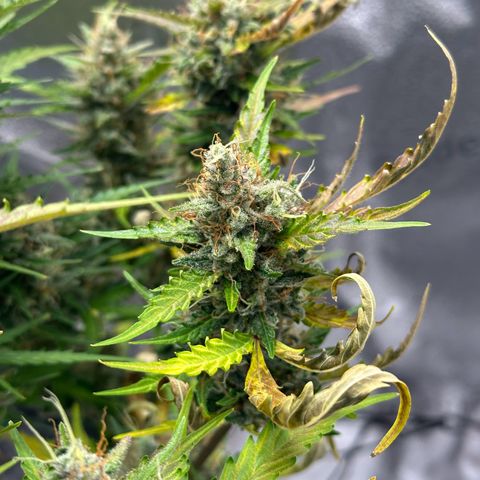 Cookies Gelato #2 🍪 growlog timeline photo
