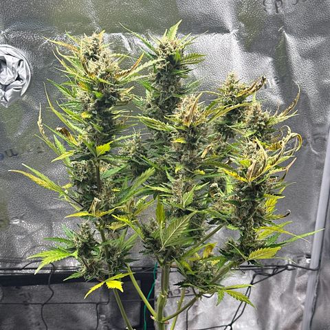 Cookies Gelato #2 🍪 growlog timeline photo