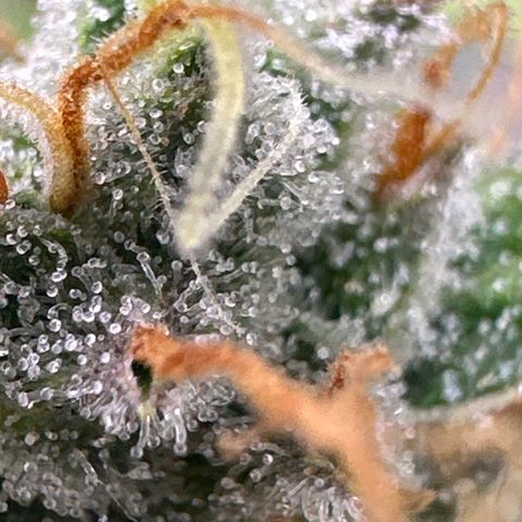 Cookies Gelato #2 🍪 growlog timeline photo