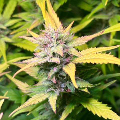 Pink Runtz Auto growlog timeline photo