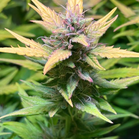 Pink Runtz Auto growlog timeline photo