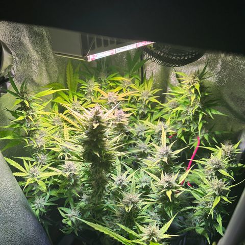 Pink Runtz Auto growlog timeline photo