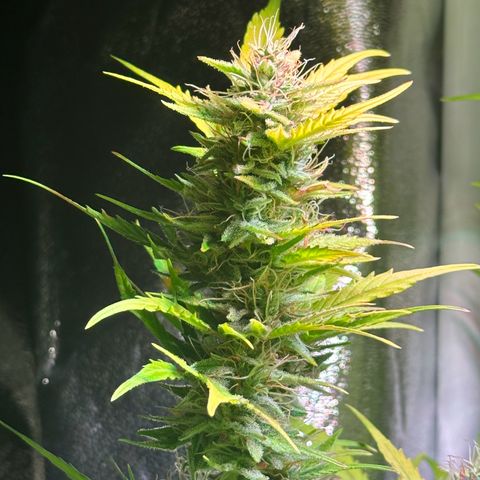 Pink Runtz Auto growlog timeline photo