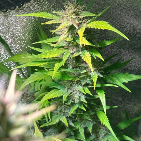 Pink Runtz Auto growlog timeline photo