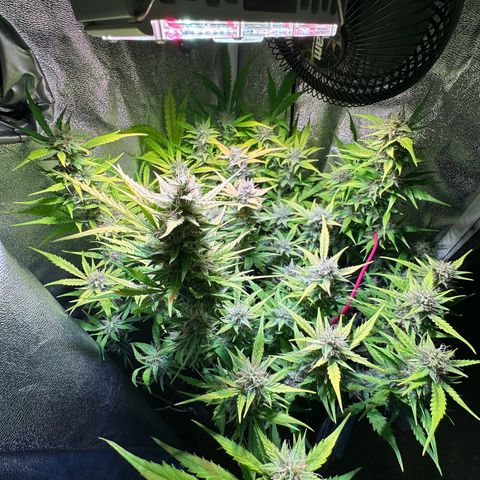 Pink Runtz Auto growlog timeline photo
