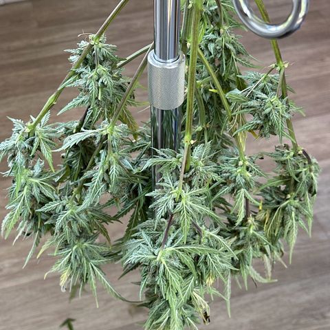 Cookies Gelato #2 🍪 growlog timeline photo