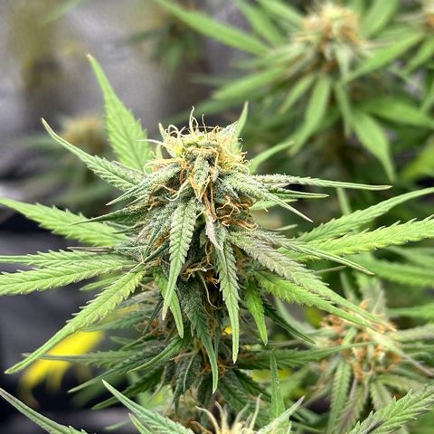 Trainwreck Auto growlog timeline photo
