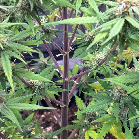 Trainwreck Auto growlog timeline photo