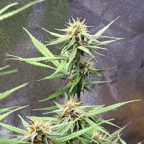 Trainwreck Auto growlog timeline photo
