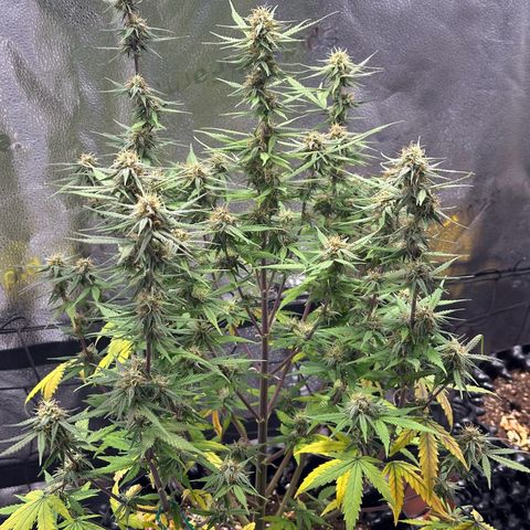 Trainwreck Auto growlog timeline photo