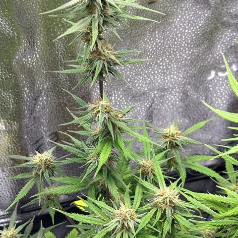 Trainwreck Auto growlog timeline photo