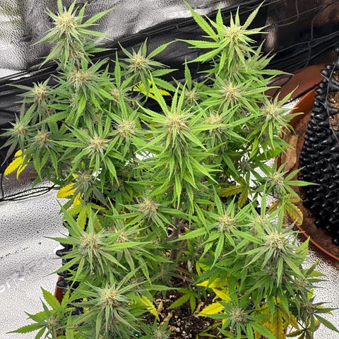 Trainwreck Auto growlog timeline photo