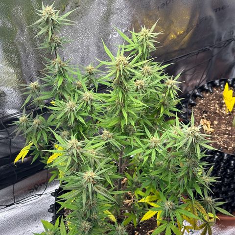 Trainwreck Auto growlog timeline photo