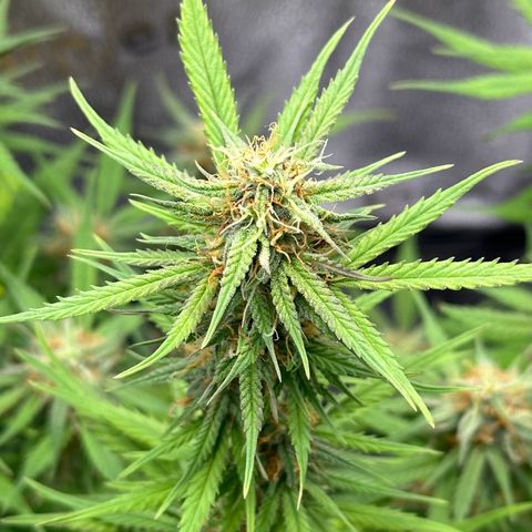 Trainwreck Auto growlog timeline photo