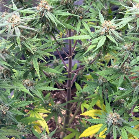 Trainwreck Auto growlog timeline photo