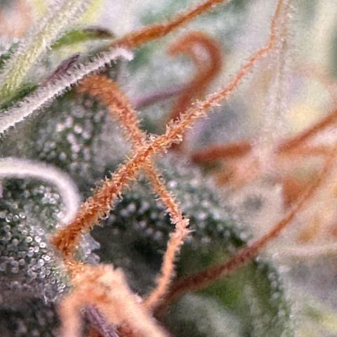 Trainwreck Auto growlog timeline photo