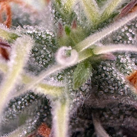 Trainwreck Auto growlog timeline photo