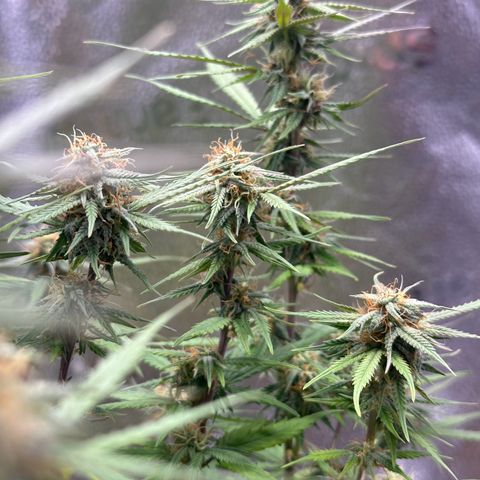Trainwreck Auto growlog timeline photo