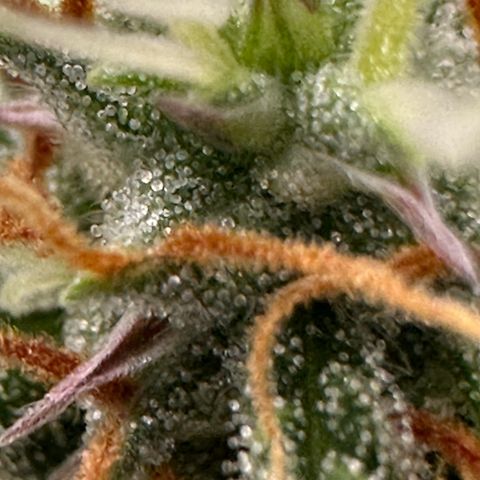 Trainwreck Auto growlog timeline photo