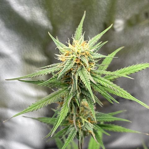 Trainwreck Auto growlog timeline photo
