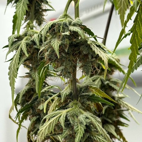 Cookies Gelato #2 🍪 growlog timeline photo