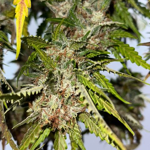 Cookies Gelato #2 🍪 growlog timeline photo