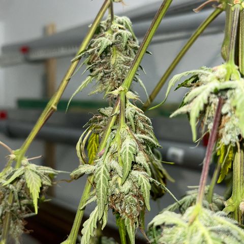 Cookies Gelato #2 🍪 growlog timeline photo