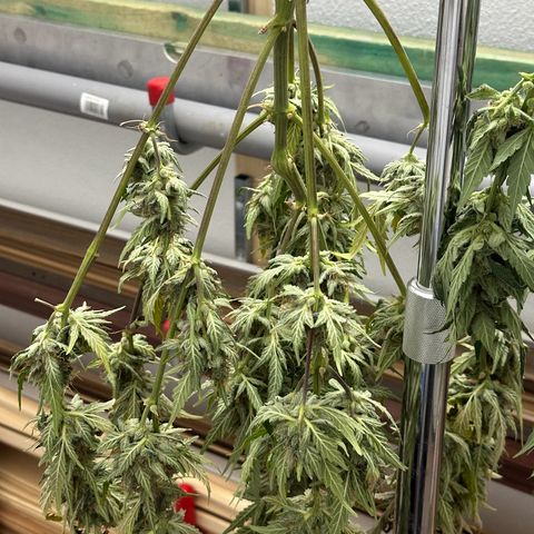 Cookies Gelato #2 🍪 growlog timeline photo