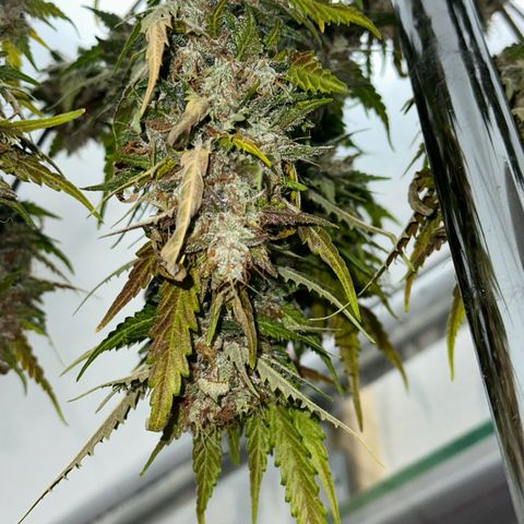 Cookies Gelato #2 🍪 growlog timeline photo