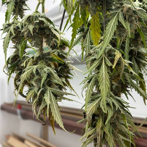 Cookies Gelato #2 🍪 growlog timeline photo