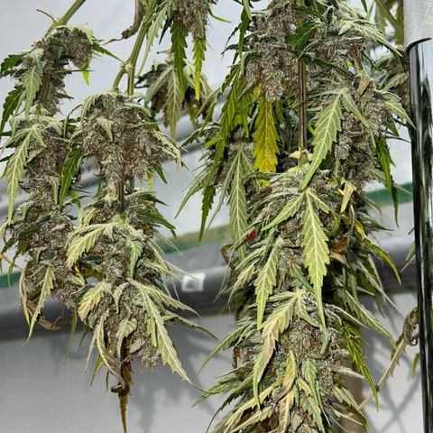 Cookies Gelato #2 🍪 growlog timeline photo