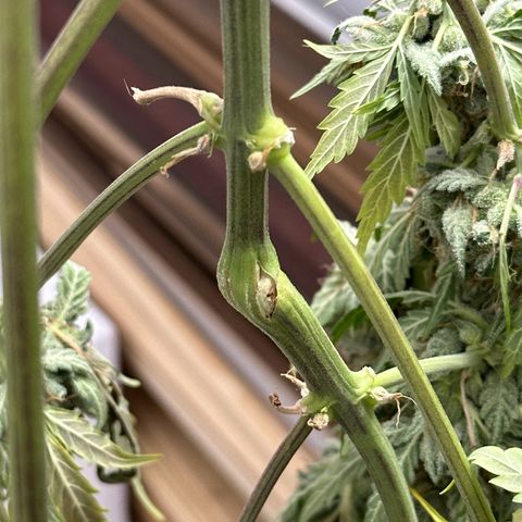 Cookies Gelato #2 🍪 growlog timeline photo