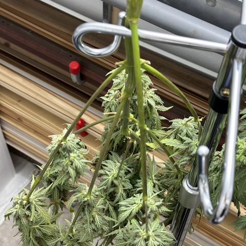 Cookies Gelato #2 🍪 growlog timeline photo