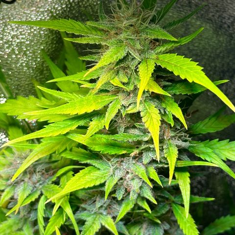 Pink Runtz Auto growlog timeline photo