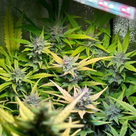 Pink Runtz Auto growlog timeline photo